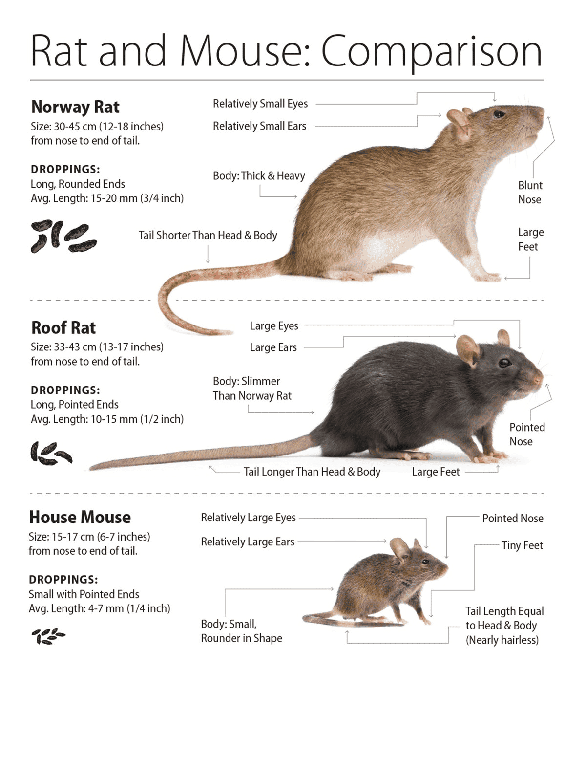 infographic of three rats, norway rat, roof rat, and house mouse, with all of the bio information and rodent droppings sizes, it has life span and the gestation of the baby rats and escribes the brown and gray fir of each rodent