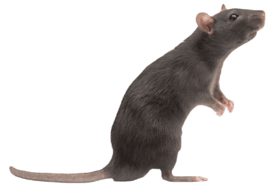 losangelesratexterminator.com image of a norway rat standing on his hind legs looking up, he has dark gray fur and in los angeles